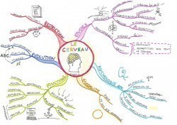 Vignette de Mind Map N&deg;3: Le Cerveau