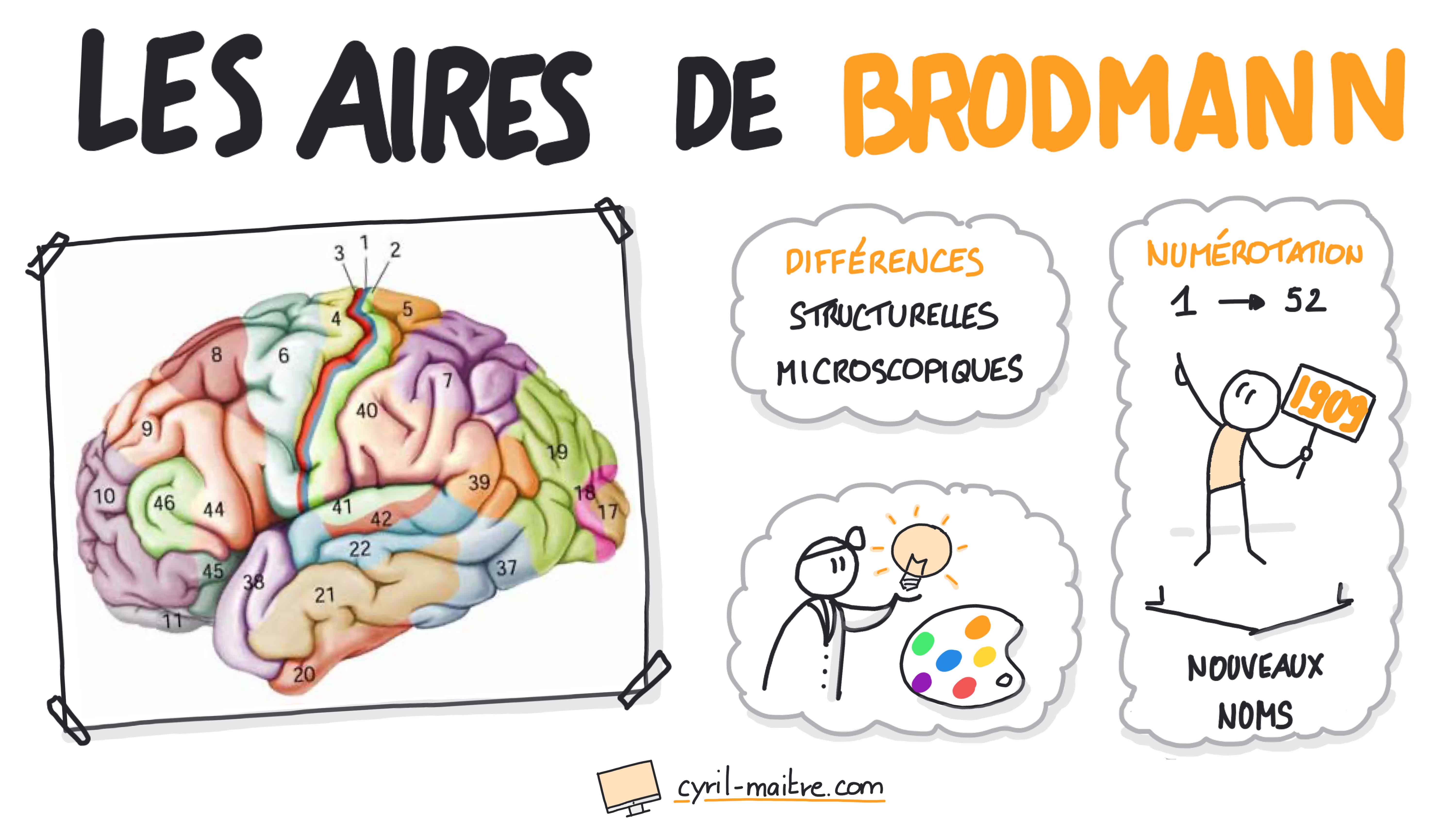 Les aires de Brodmann - les neurosciences en dessins