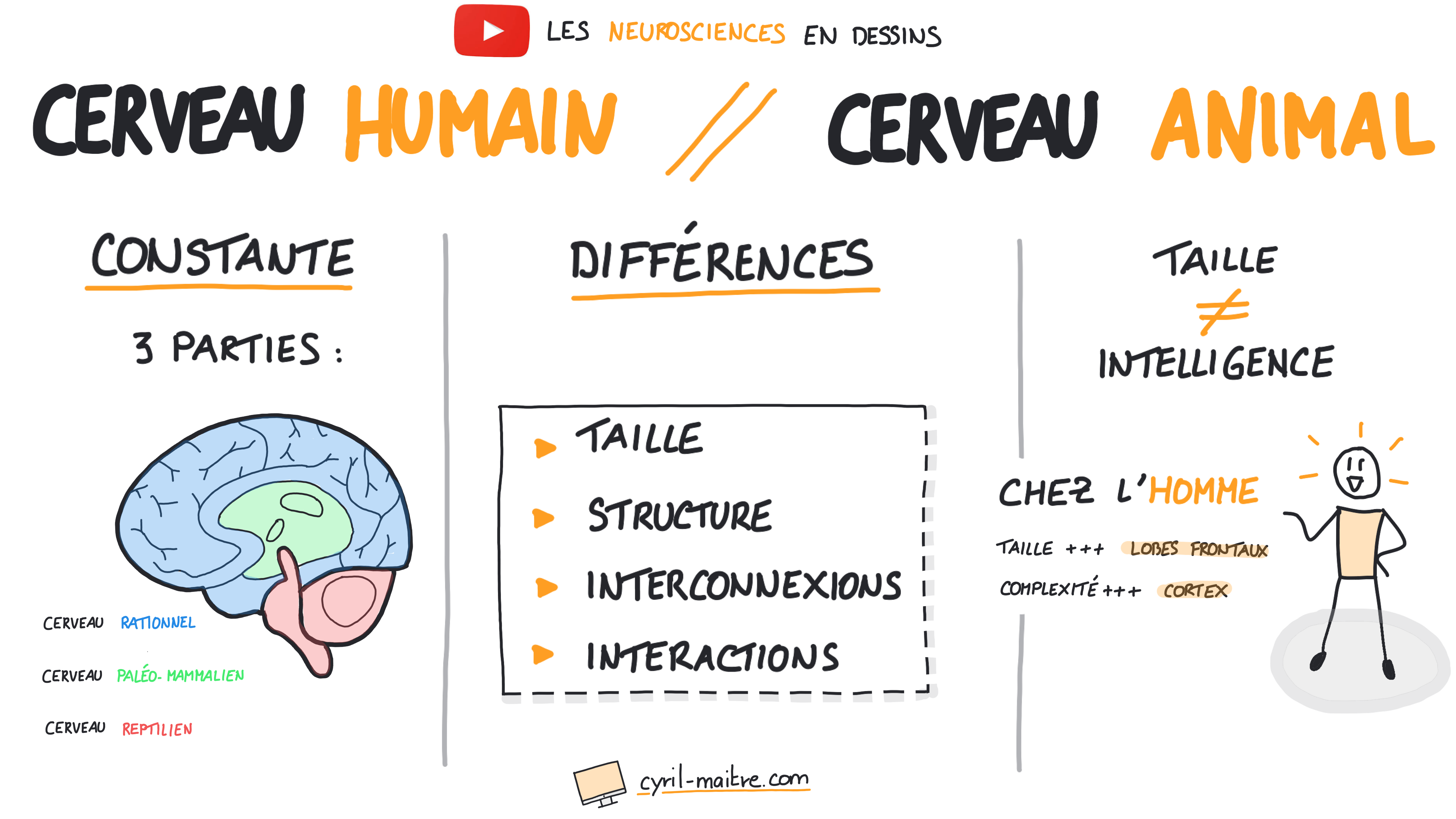 Les différences entre le cerveau humain et le cerveau animal - les neurosciences en dessins