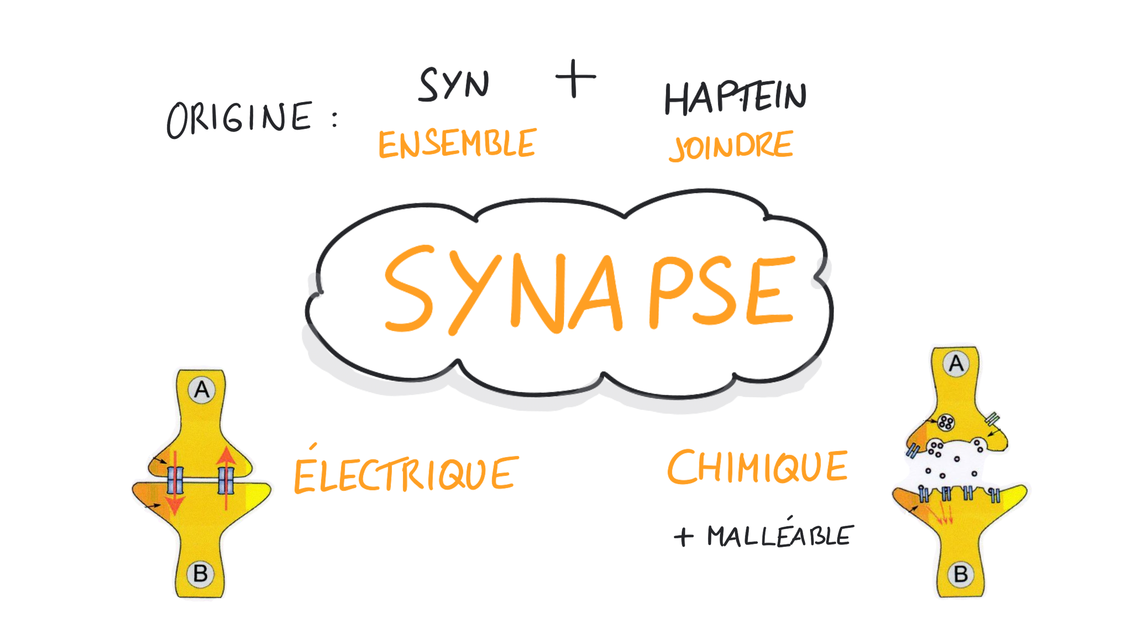 Les deux grands types de synapses