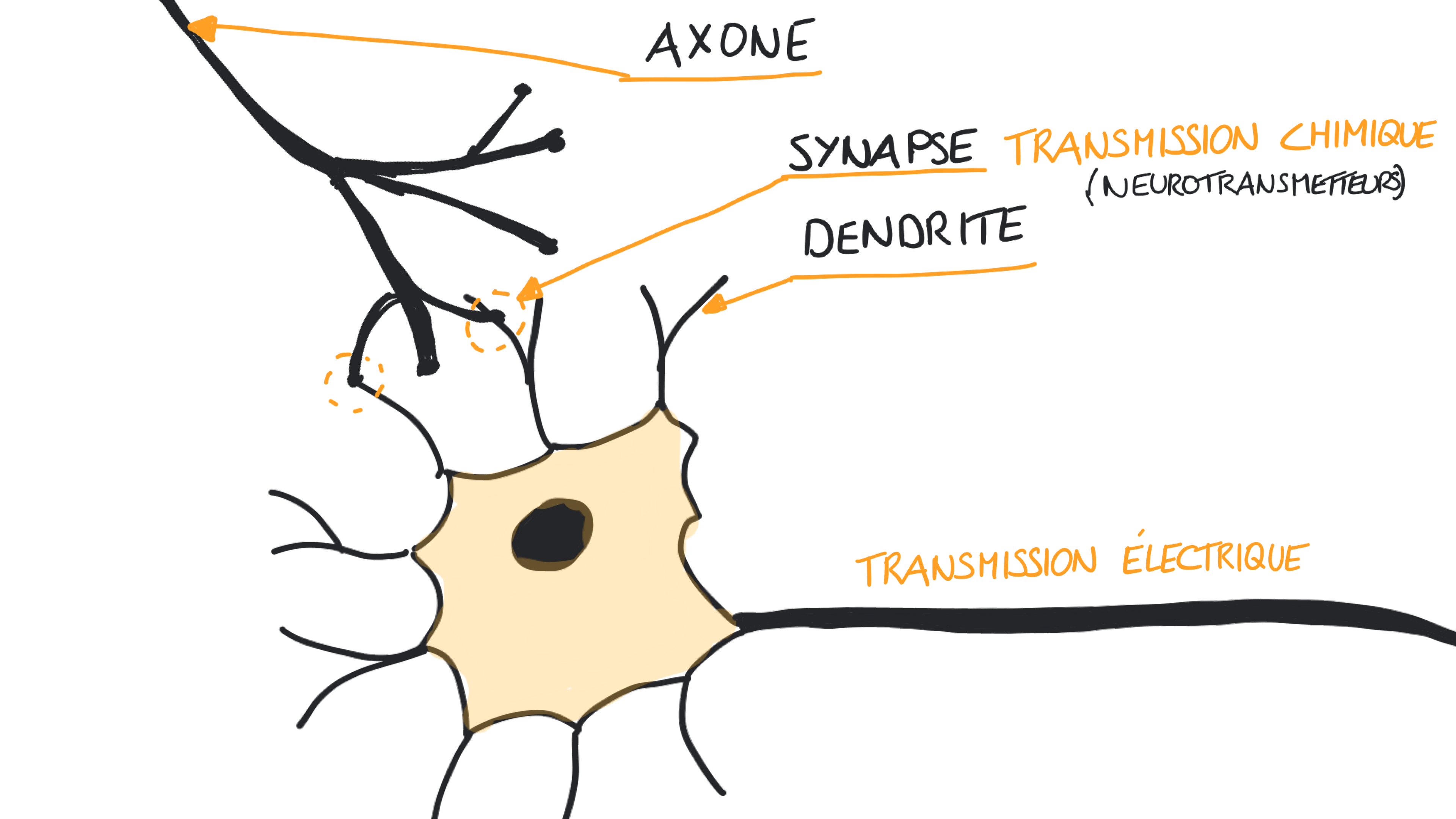 Axone, dendrite et synapse
