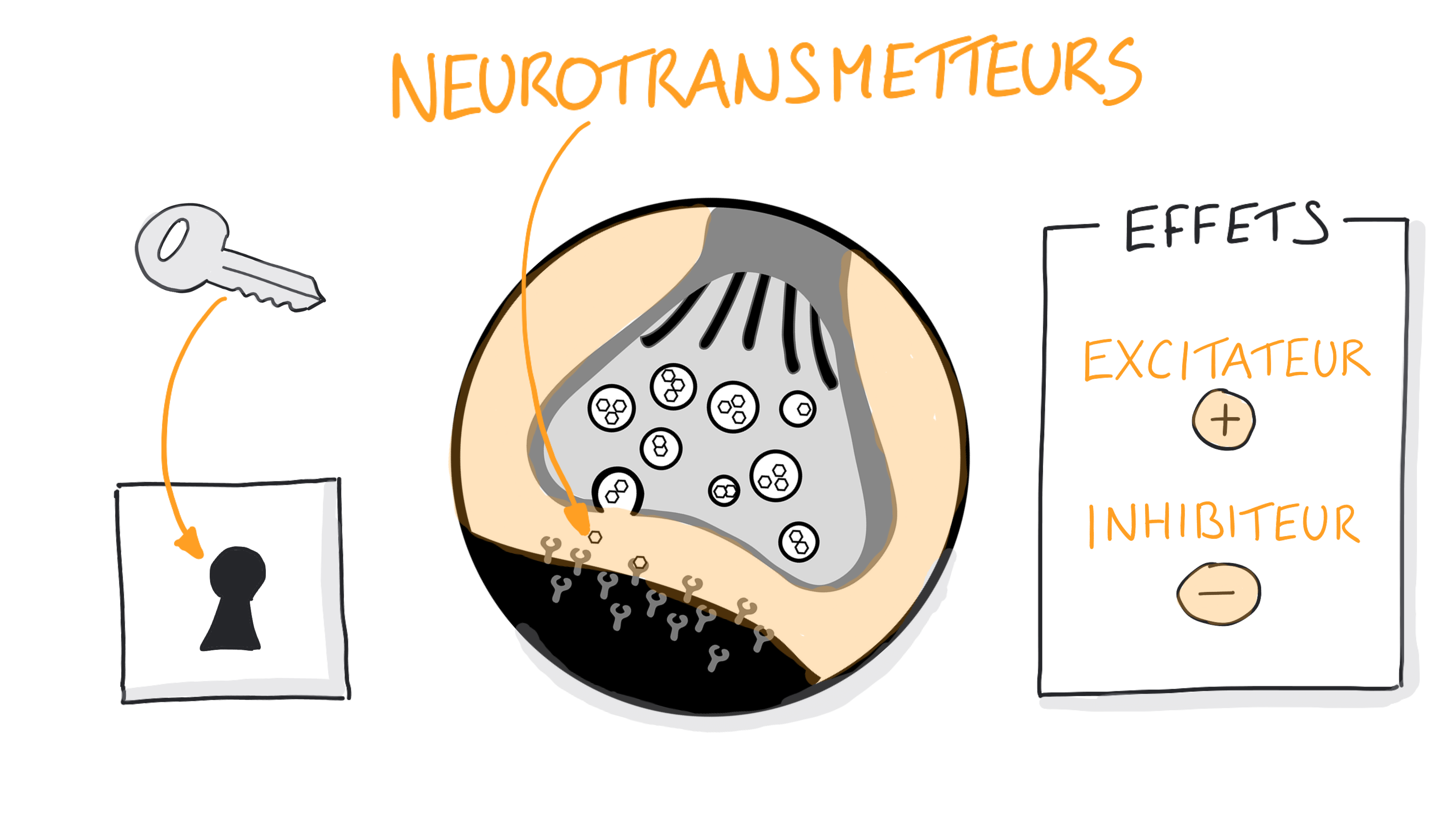 Les neurotransmetteurs