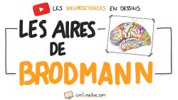 Vignette de LES AIRES DE BRODMANN - Les neurosciences en dessins