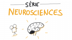Vignette de Les vidéos pédagogiques dessinées : Qu'est ce que les neurosciences ?