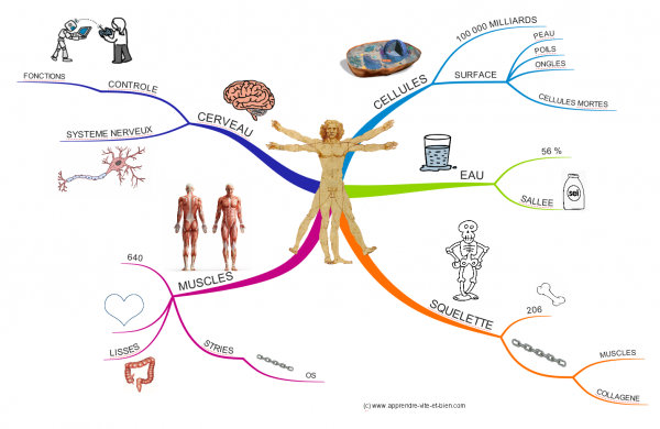 Carte mentale réalisée avec imindmap sur le corps humain.