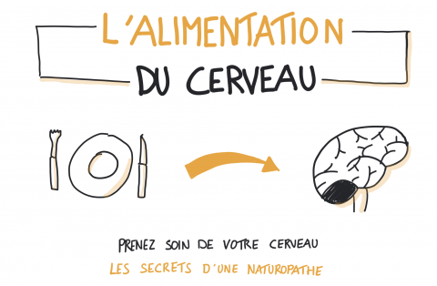 L'alimentation du cerveau