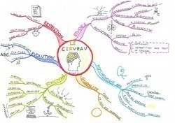 Vignette de Mind Map N°3: Le Cerveau