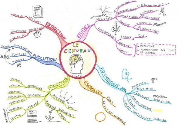 Carte du chapitre 1 du livre 'Mind Map, dessine-moi l'intelligence' sur le cerveau.