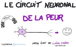Vignette de Le circuit neuronal de la peur
