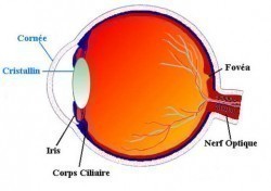 Vignette de Utilisez Votre Vision P&eacute;riph&eacute;rique Pour Lire Vite.